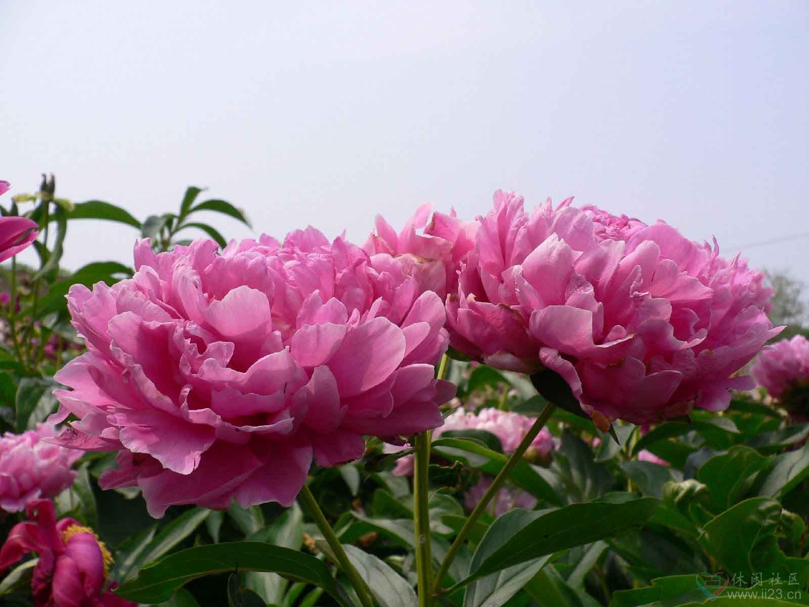 芍药花语:美丽动人,依依惜别,难舍难分 如火骄阳