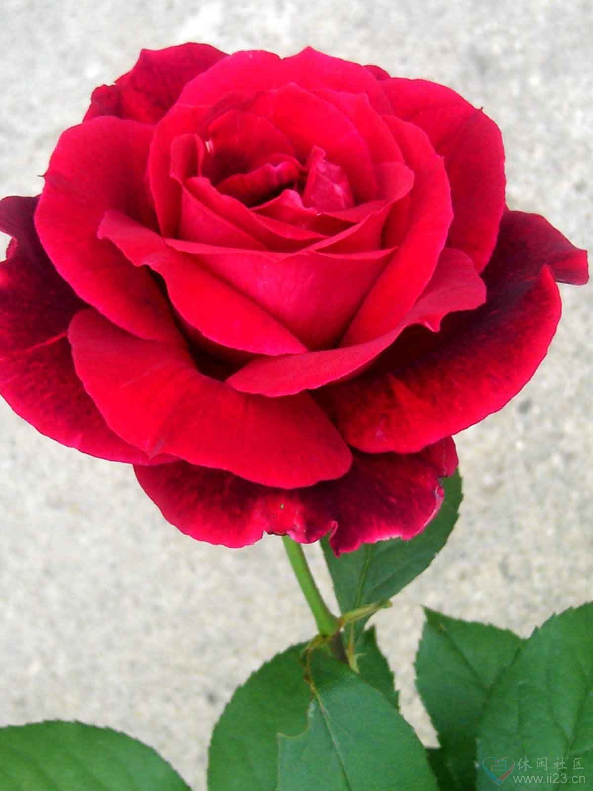 红玫瑰花语:热恋、希望与你泛起激情的爱 - ※