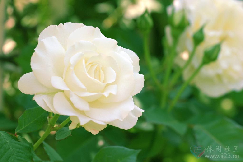白玫瑰花语:天真纯洁、我足以与你相配 - ※- 娱