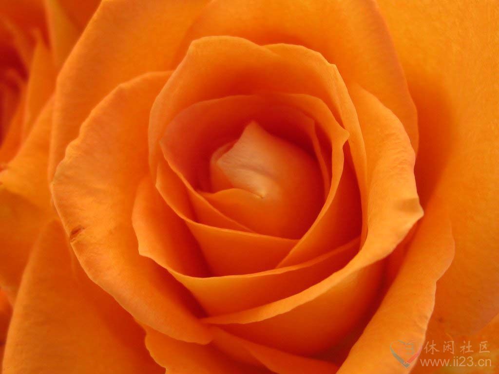 橙玫瑰花语:羞怯、献给你一份神秘的爱 - ※- 娱