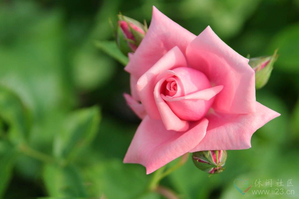 粉玫瑰花语:初恋、特别的关怀、喜欢你那灿烂