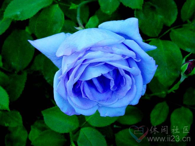 蓝玫瑰花语:珍贵、稀有的爱、奇迹与不可能实
