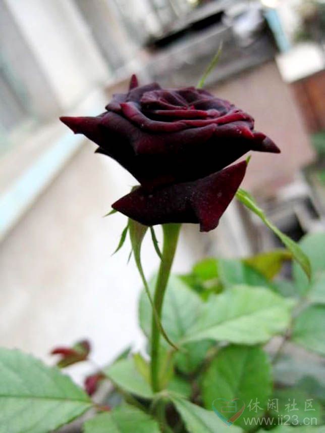 黑玫瑰的花语:温柔真心、独一无二、你终将成