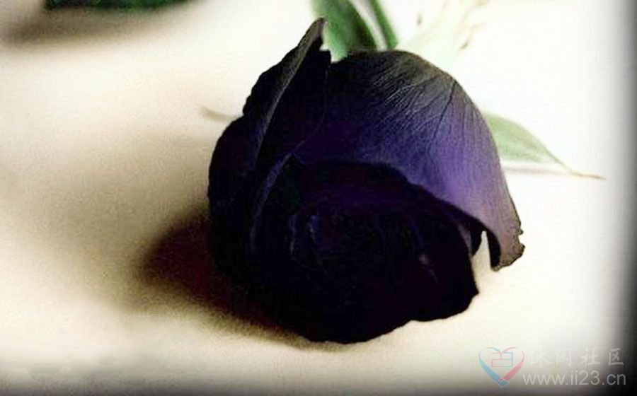 黑玫瑰的花语:温柔真心、独一无二、你终将成