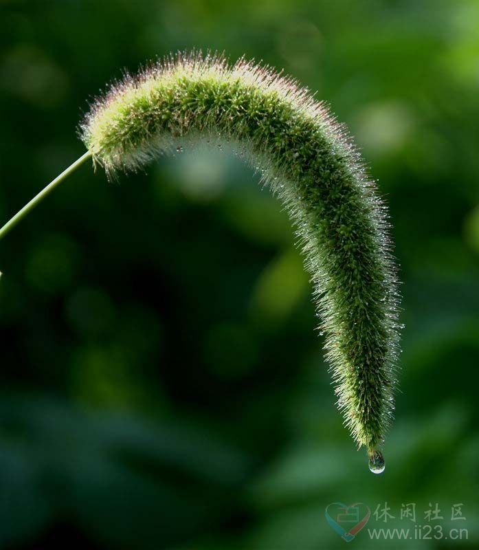 狗尾巴草花语:坚忍,不被了解的,艰难的爱 - 如火骄阳