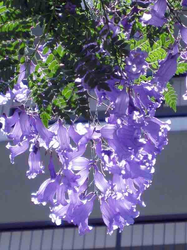 蓝花楹花语:深远,清凉,静谧,梦幻