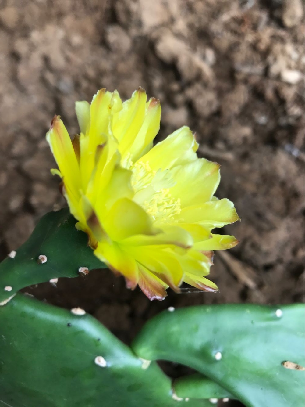 掌上花
