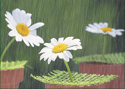 雨中寻